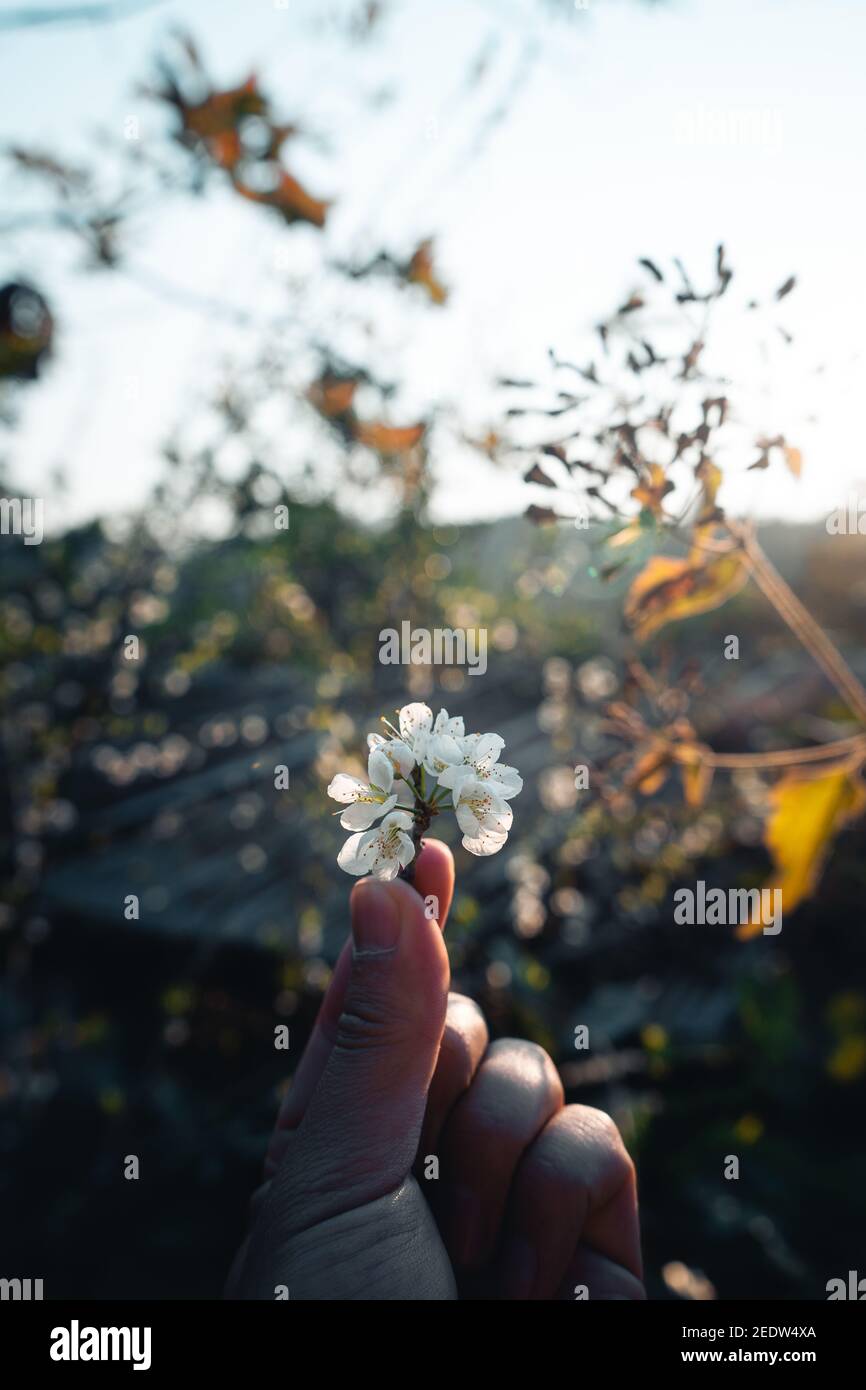 Fiori primaverili bianchi nella natura con calde serate di sole. Fiore Foto Stock