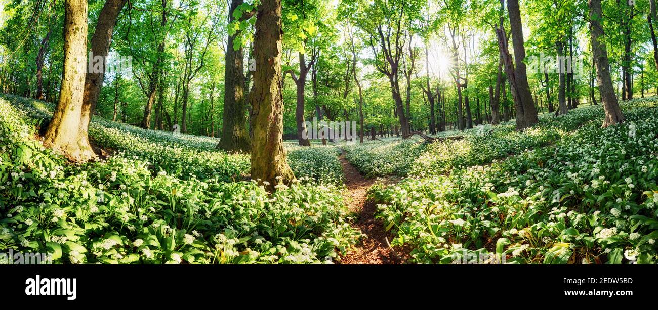 Fiori di aglio selvatico nella foresta con sole - paesaggio naturale Foto Stock