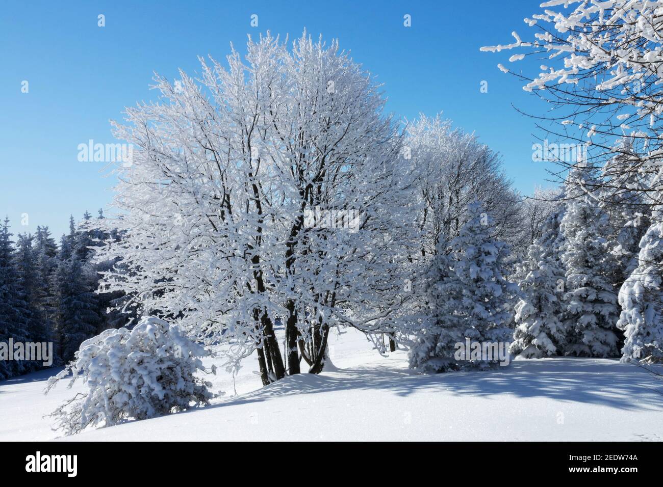 Erzgebirge scena invernale ruggito alberi ghiacciati in sole giornate di neve coperto Foto Stock