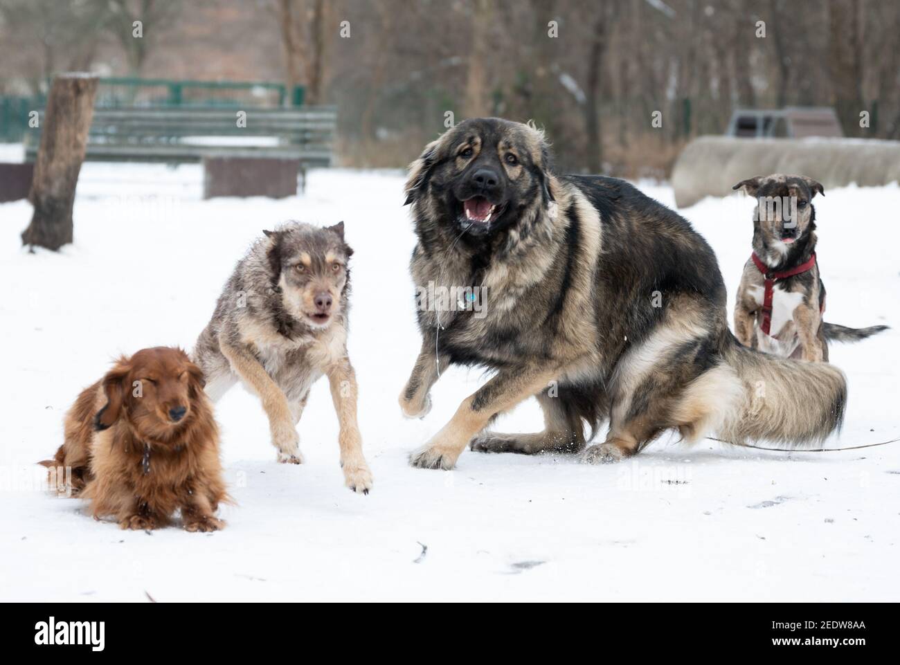 Berlino, Germania. 15 Feb 2021. Quattro cani corrono in un parco giochi per cani innevati. Si prevede che le temperature diventeranno molto più miti nei prossimi giorni. Credit: Gregor Bauernfeind/dpa/Alamy Live News Foto Stock