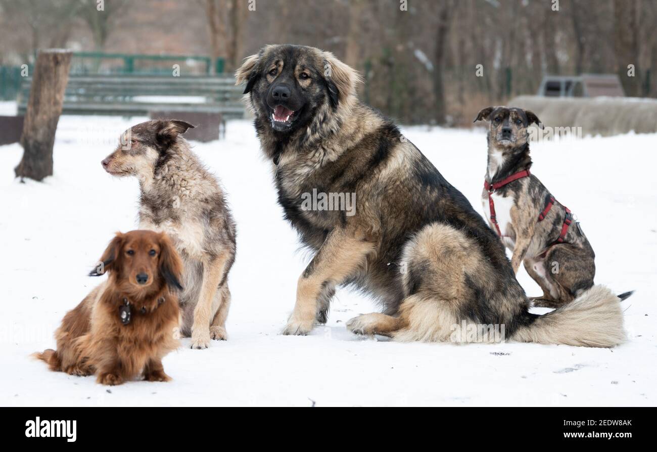 Berlino, Germania. 15 Feb 2021. Quattro cani siedono su un parco giochi per cani innevati. Si prevede che le temperature diventeranno molto più miti nei prossimi giorni. Credit: Gregor Bauernfeind/dpa/Alamy Live News Foto Stock