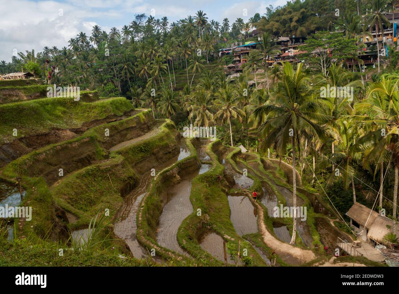 Paesaggio terrazzato alla Terrazza del riso di Tegallalang a Bali Foto Stock