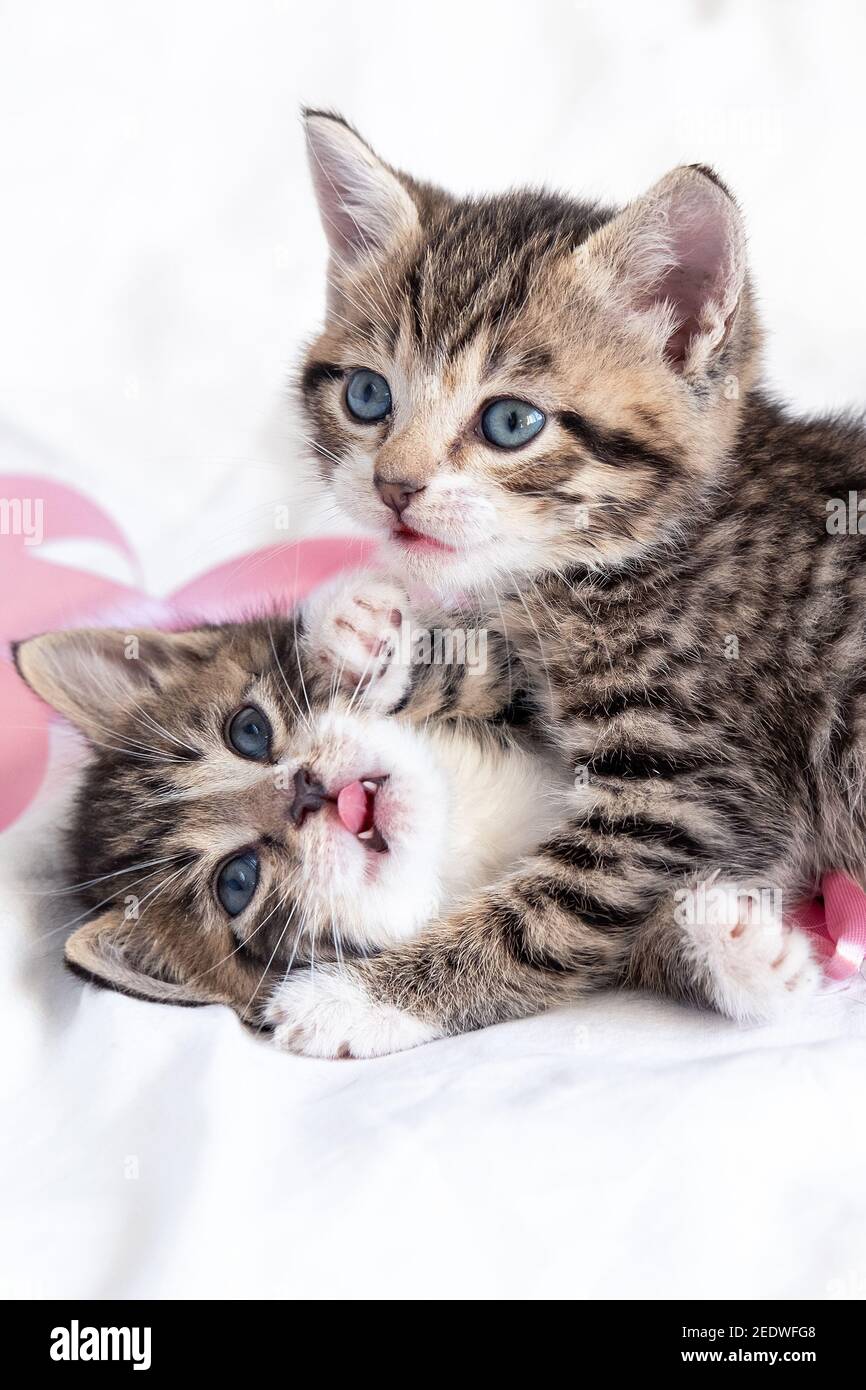 Due piccoli gattini giocosi a righe che giocano insieme a letto a casa. Animali domestici e gatti sani e adorabili. Verticale Foto Stock