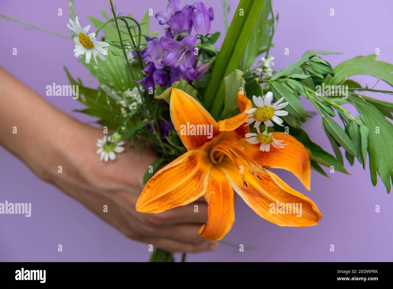 Un bouquet di fiori colorati e un giglio arancione in una mano di donna su uno sfondo lilla. Il concetto di doni Foto Stock