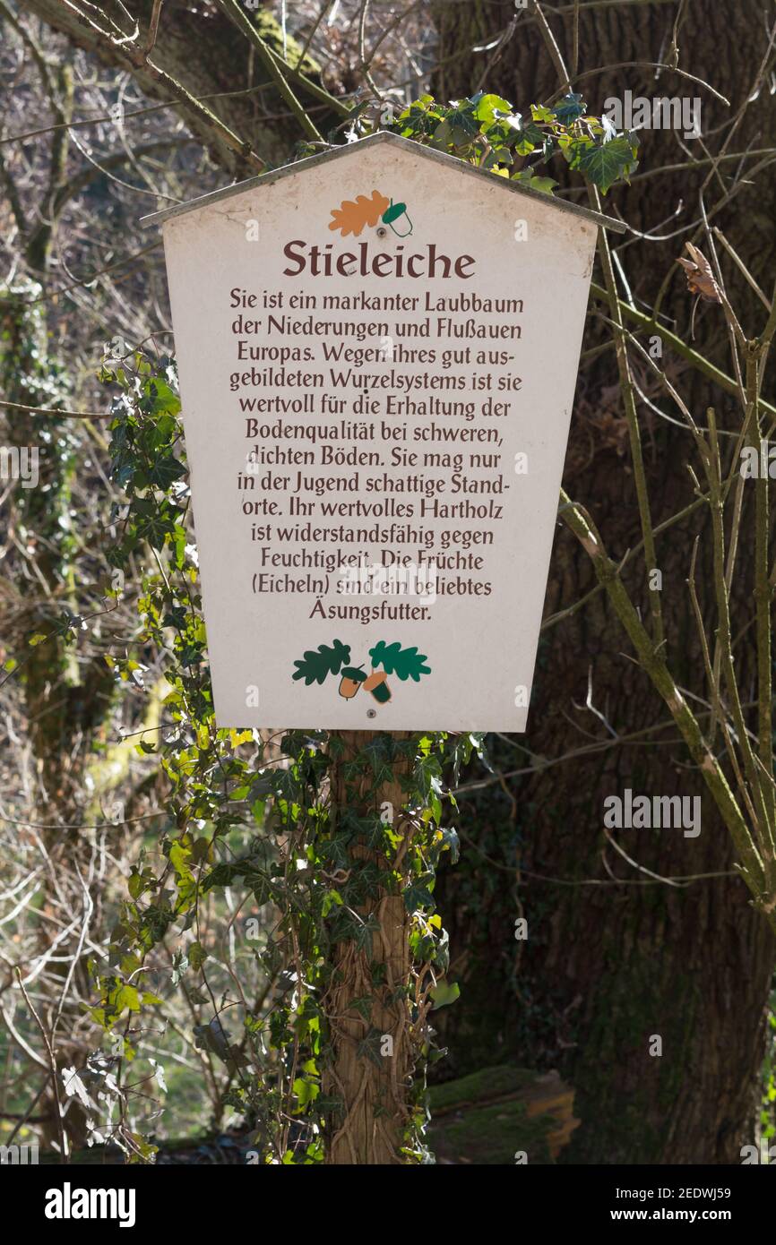 HEILIGENHAUS, NRW, GERMANIA - 24 FEBBRAIO 2019: Cartello di legno chiamato quercia pedunculata e la spiegazione dell'albero su un sentiero natura per Nutur ricerca Foto Stock