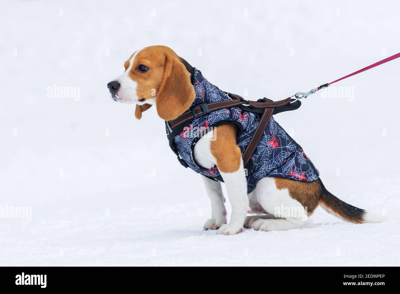 cane beagle in un gilet seduto nella neve Foto Stock