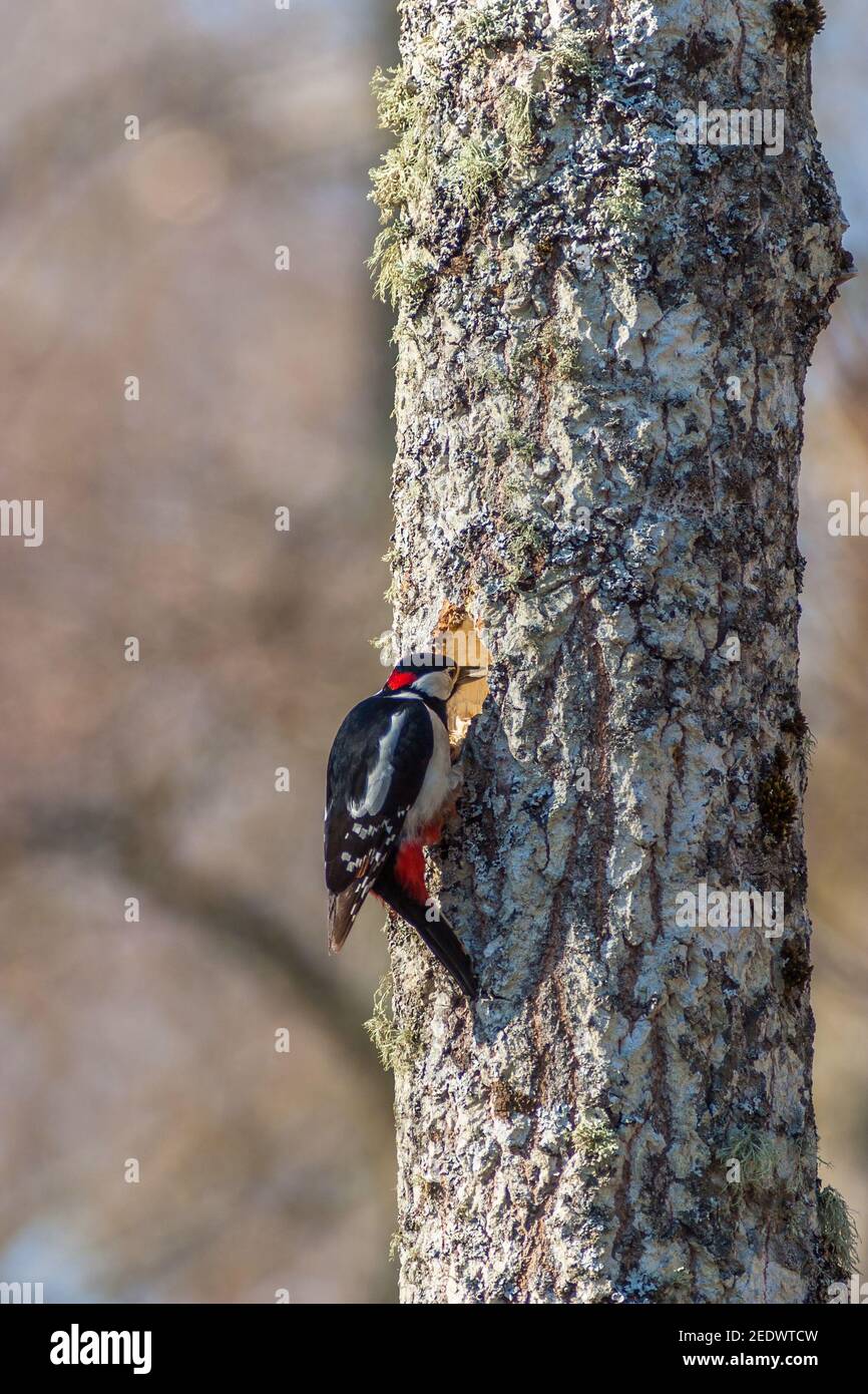 Great Spotted Woodpecker hacking out un buco nido in un tronco di albero Foto Stock