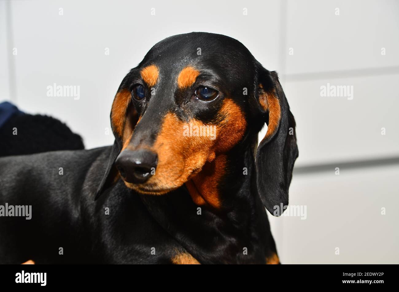 Cute cucciolo, closeup di Dachshund Foto Stock