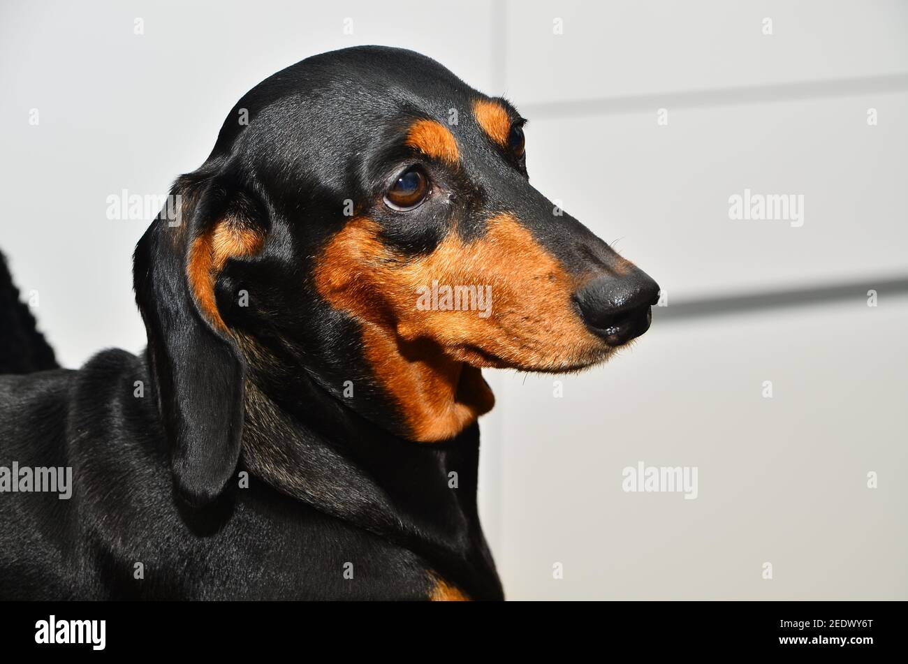 Cute cucciolo, closeup di Dachshund Foto Stock