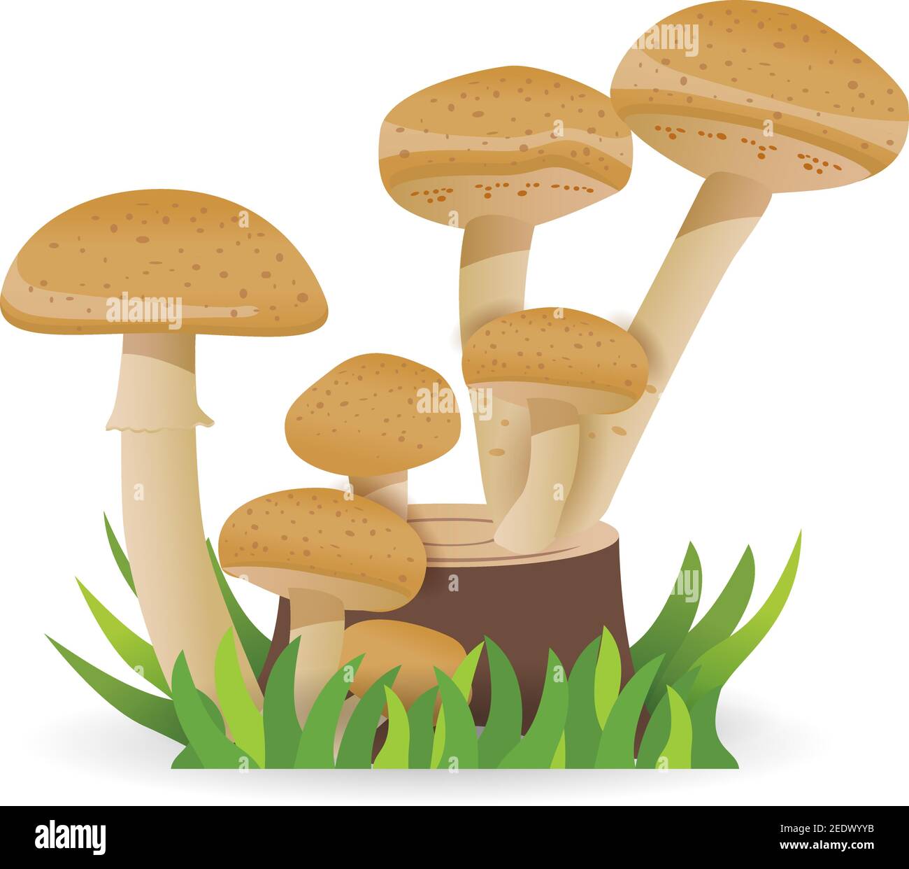 Funghi commestibili, che crescono su un ceppo. Cibo sano vegetale. Funghi isolati su sfondo bianco. Illustrazione di cartoni animati vettoriali. Illustrazione Vettoriale