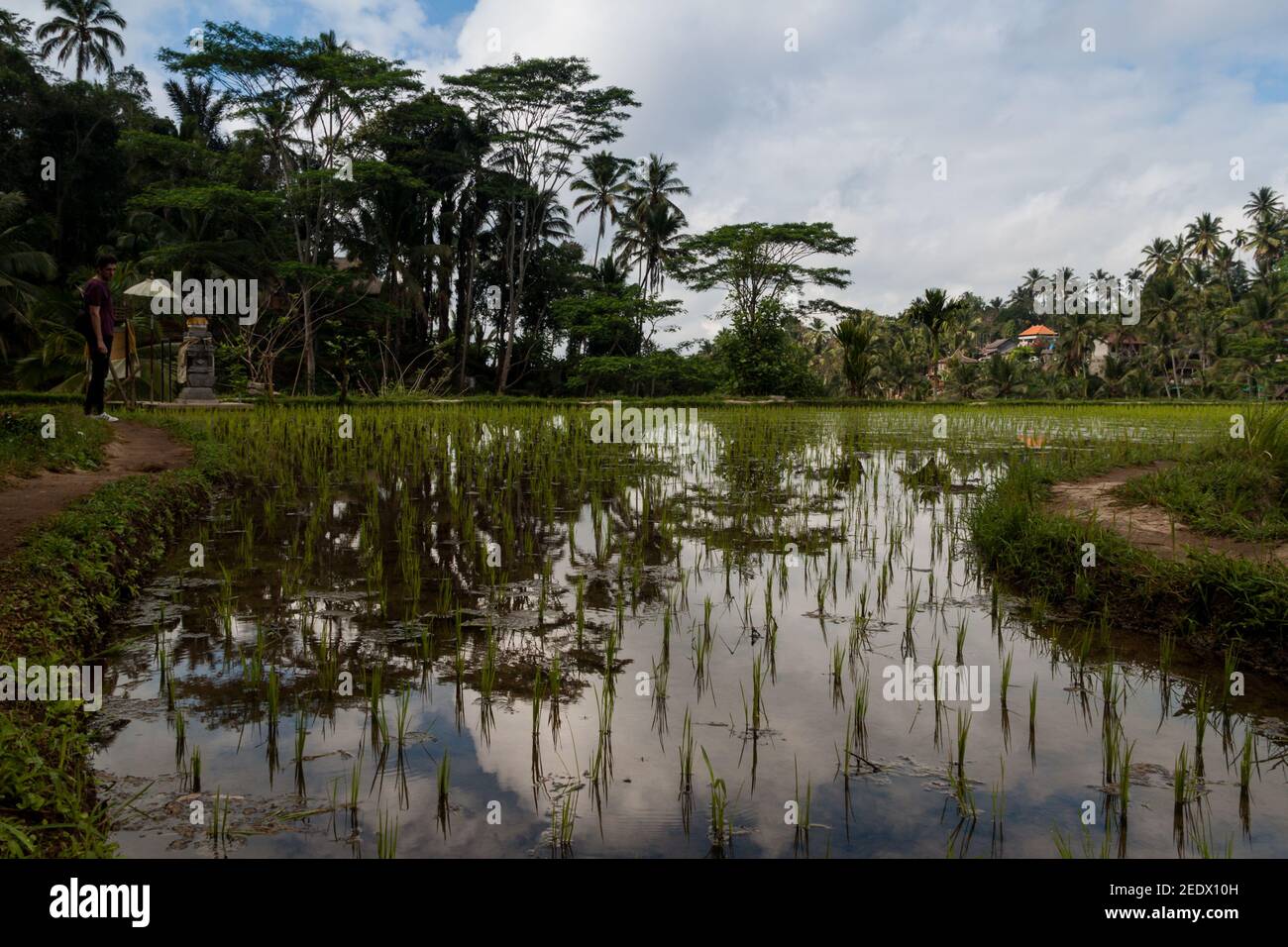 Coltivazione del riso in acqua presso la terrazza del riso Tegallalang a Bali Foto Stock
