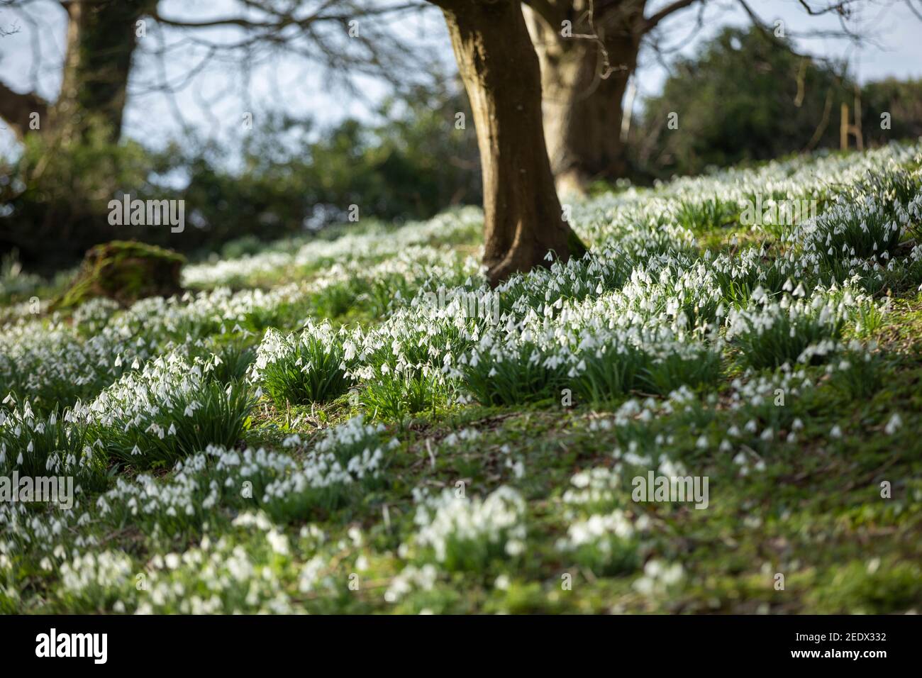Snowdrops al Painswick Rococo Garden a Gloucestershire, Regno Unito. Foto Stock
