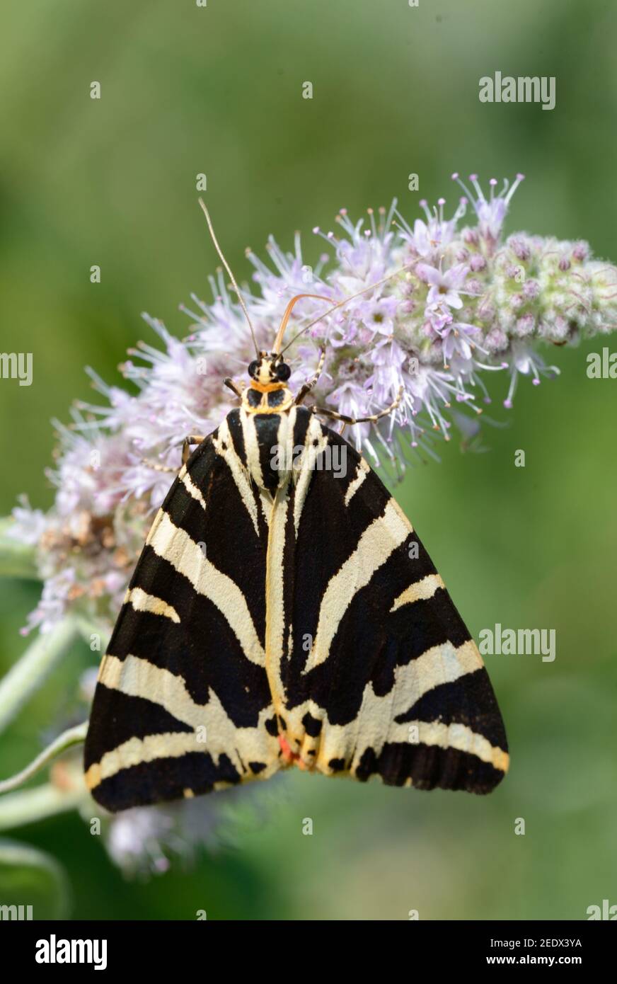 Jersey Tiger Moth, un giorno-Flying Moth, Euplagia quadripunctaria, sul fiore viola di canapa-agrimony o la corda Santa, Euphatorium cannabinum Foto Stock