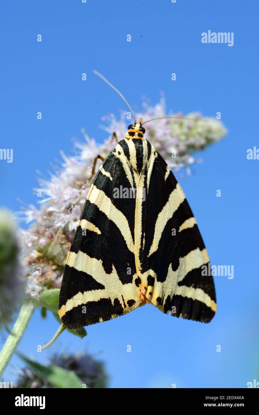 Jersey Tiger Moth, un giorno-Flying Moth, Euplagia quadripunctaria, sul fiore viola di canapa-agrimony o la corda Santa, Euphatorium cannabinum & Blue Sky Foto Stock