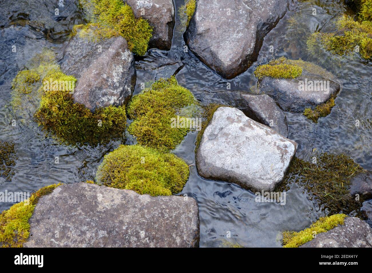 Natural pattern o River Rocks & Moss-Covered Rocks nel fiume Parco Nazionale Allos Mercantour Alpes-de-Haute-Provence Provenza Francia Foto Stock