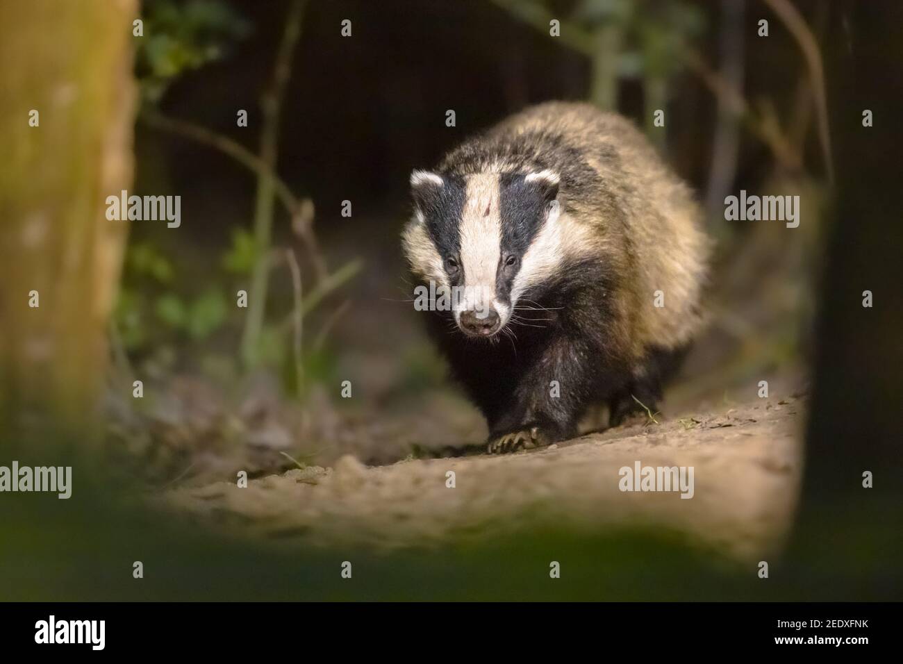 European Badger (Meles meles) camminare nella foresta di notte. Drenthe, Paesi Bassi. Fauna selvatica scena della natura in Europa. Foto Stock
