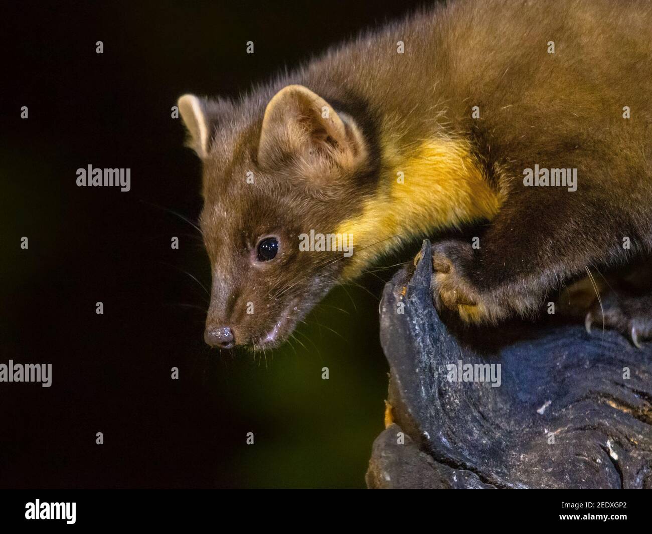 Ritratto di martora di pino (Martes Martes) in circostanze buie in una foresta di notte. Fauna selvatica scena della natura in Europa. Foto Stock