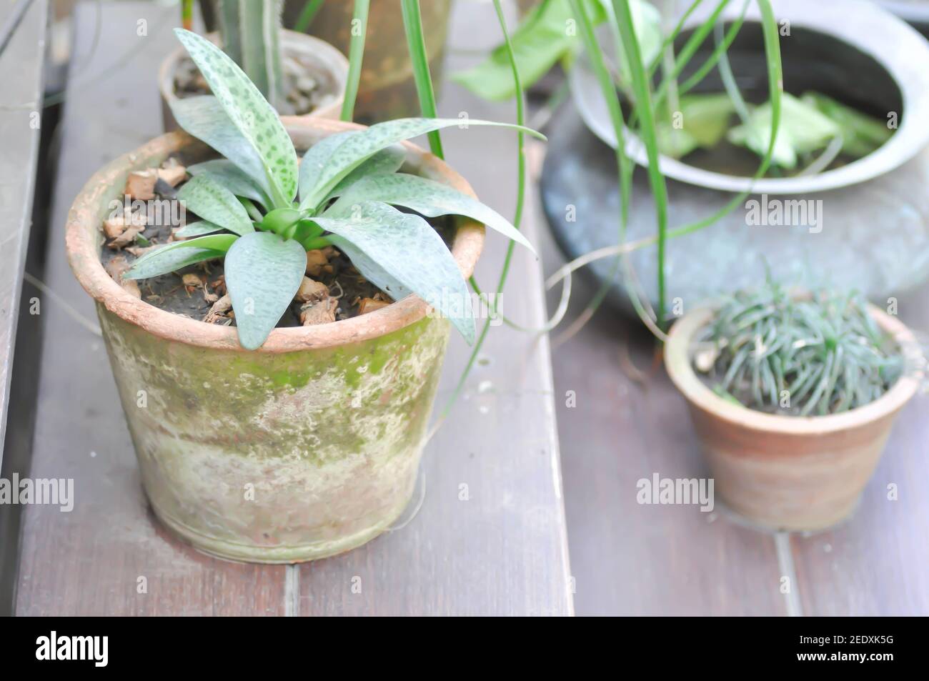 Drimiopsis botryoides Baker, Giglio leopardo o Giant squill e pane serpente Foto Stock