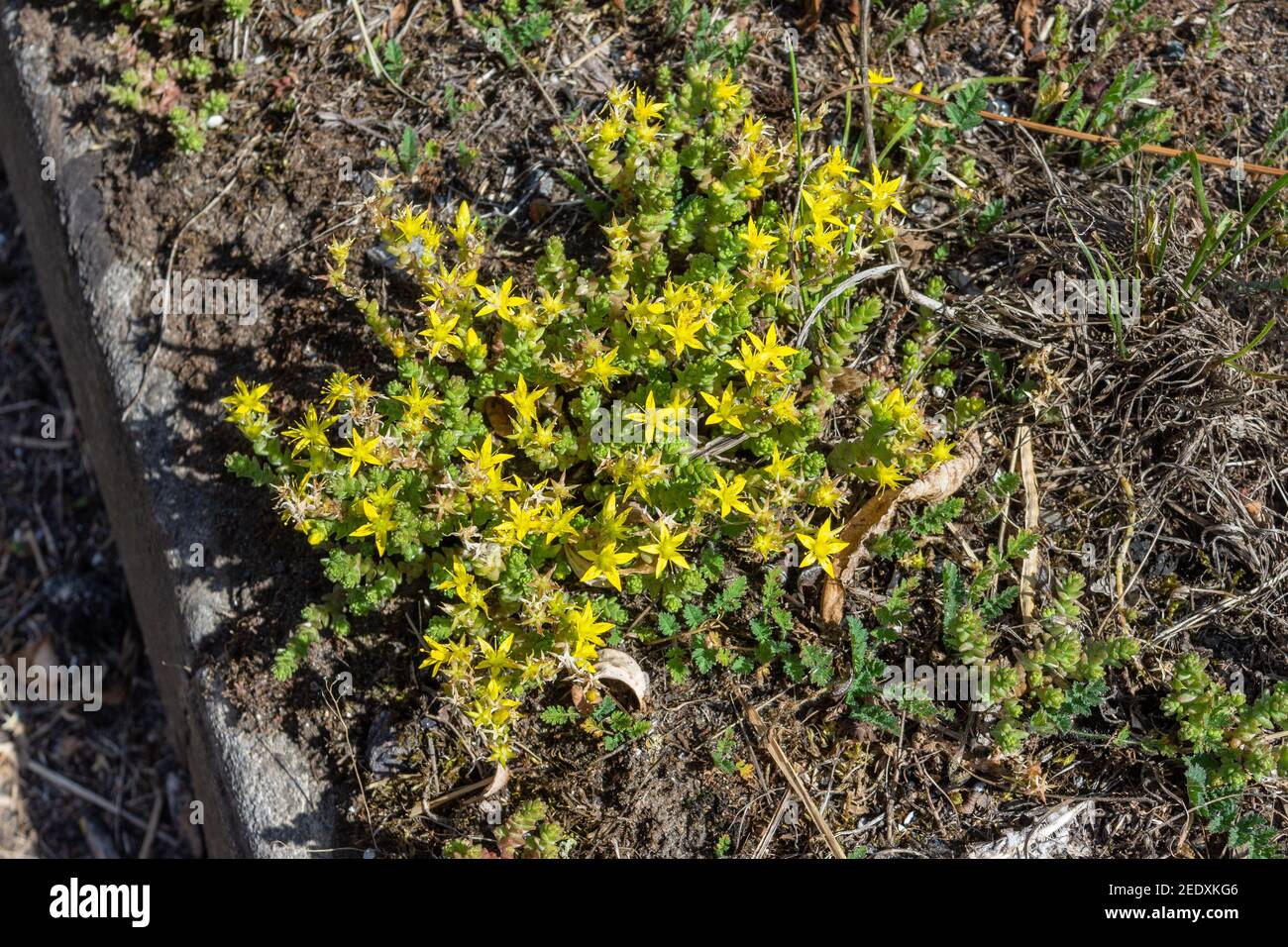 Fiori gialli luminosi a forma di stella su un cerotto di pietra di mordere Crop, sedum acro, aka goldmoss stonecrop, stonecrop muschio, sedum di oro, stonecr. di mordimento Foto Stock