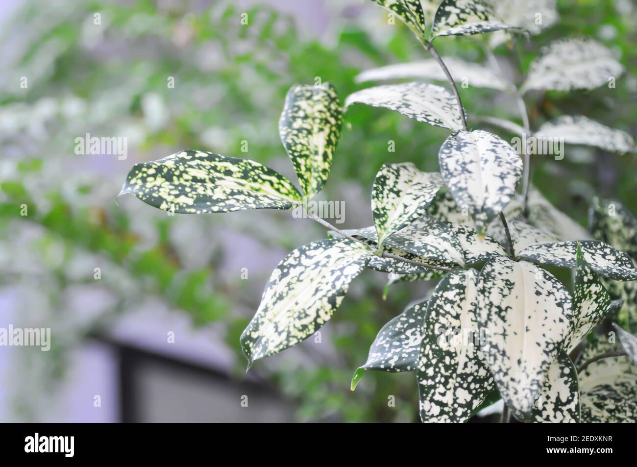 Dracaena surcurosa Lindl, polvere d'oro dracaena o Spotted Dracaena Foto Stock