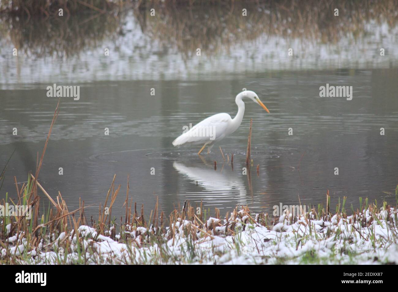 Grande egret nel citypark Staddijk a Nijmegen, Paesi Bassi Foto Stock