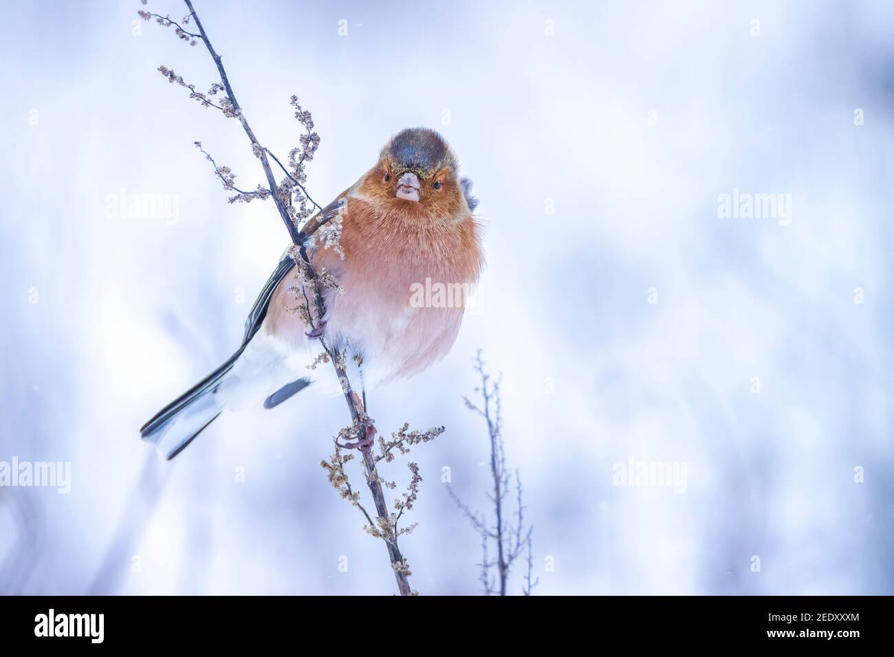 Closeup di un maschio chaffinch, Fringilla coelebs, foraging in neve, bella fredda impostazione invernale Foto Stock