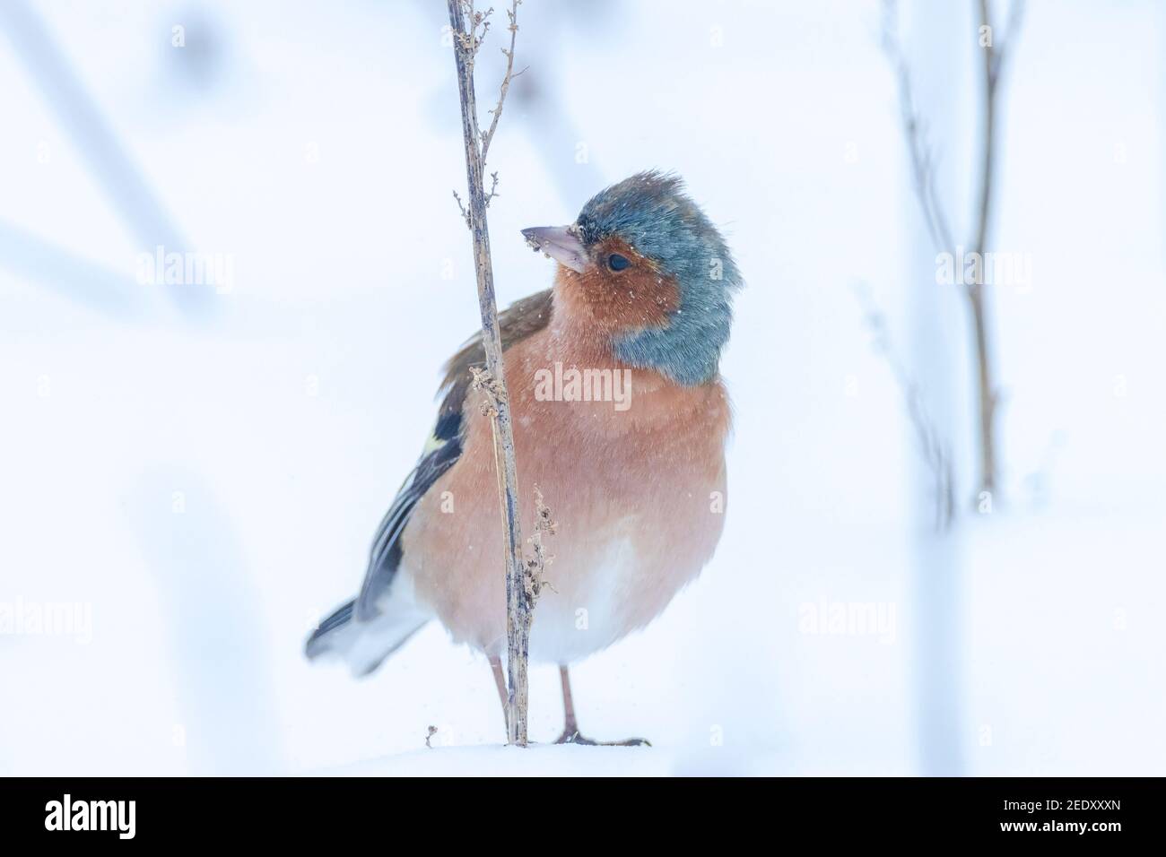 Closeup di un maschio chaffinch, Fringilla coelebs, foraging in neve, bella fredda impostazione invernale Foto Stock