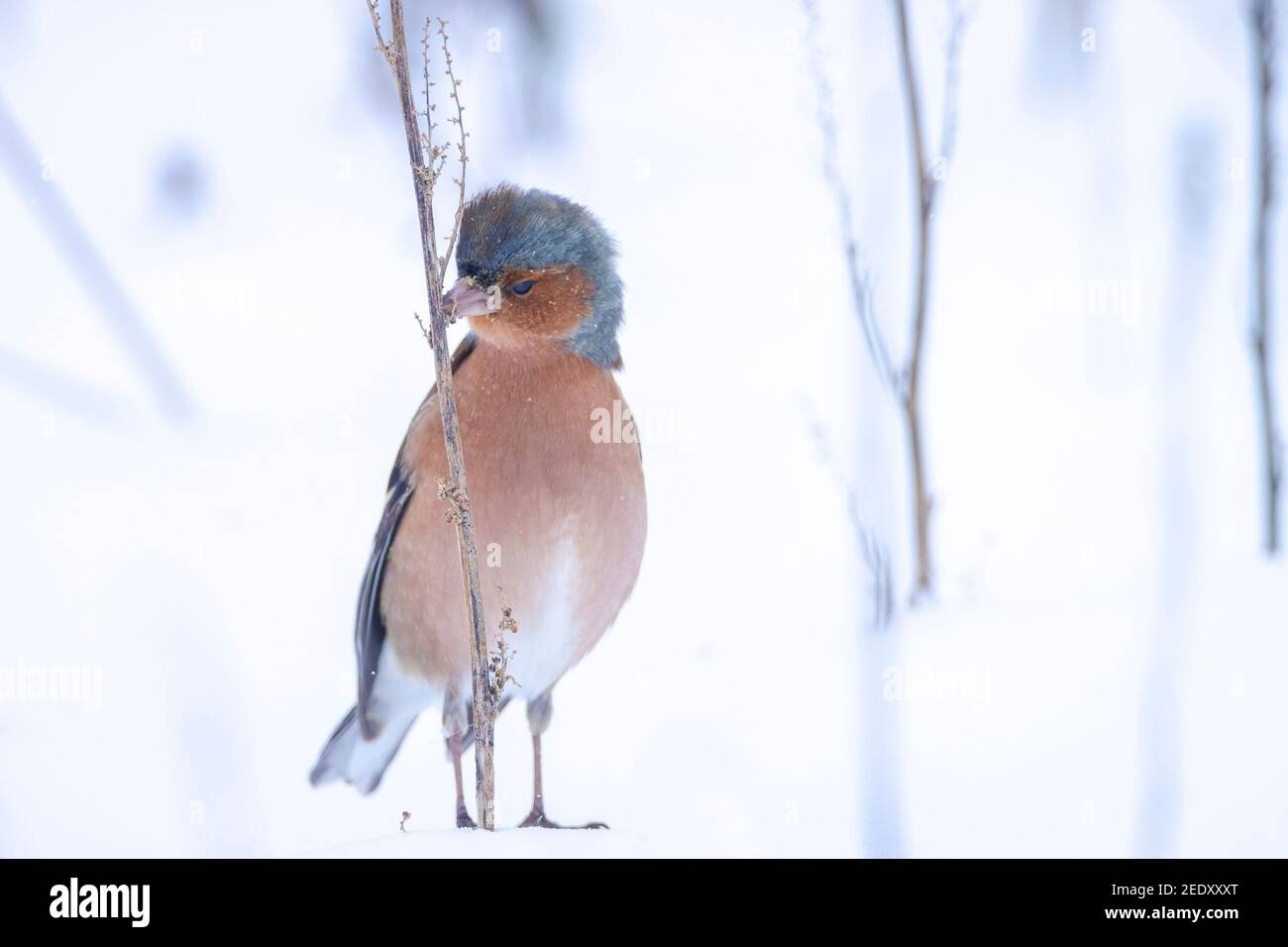 Closeup di un maschio chaffinch, Fringilla coelebs, foraging in neve, bella fredda impostazione invernale Foto Stock