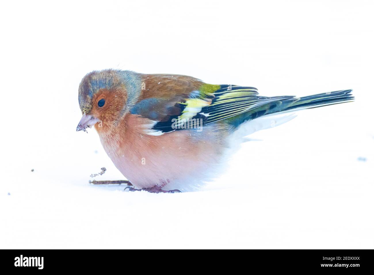 Closeup di un maschio chaffinch, Fringilla coelebs, foraging in neve, bella fredda impostazione invernale Foto Stock