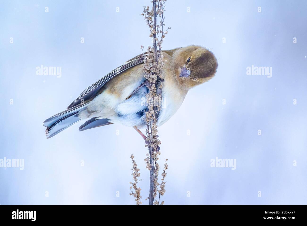 Closeup di un uccello di chaffinch femminile, coelebs di Fringilla, foraging nella neve, impostazione invernale bella fredda Foto Stock