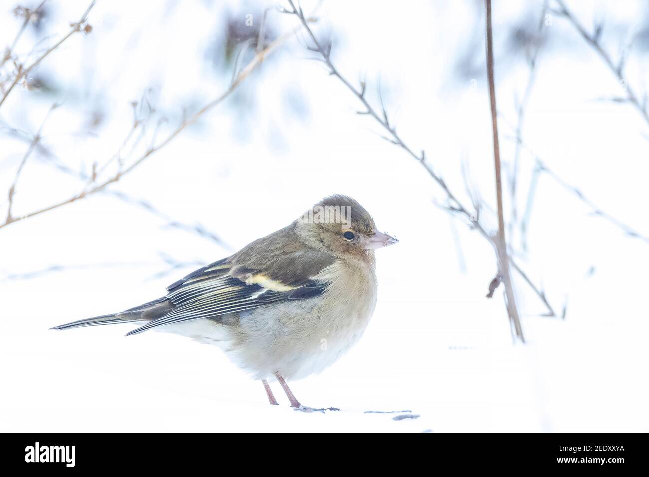 Closeup di un uccello di chaffinch femminile, coelebs di Fringilla, foraging nella neve, impostazione invernale bella fredda Foto Stock