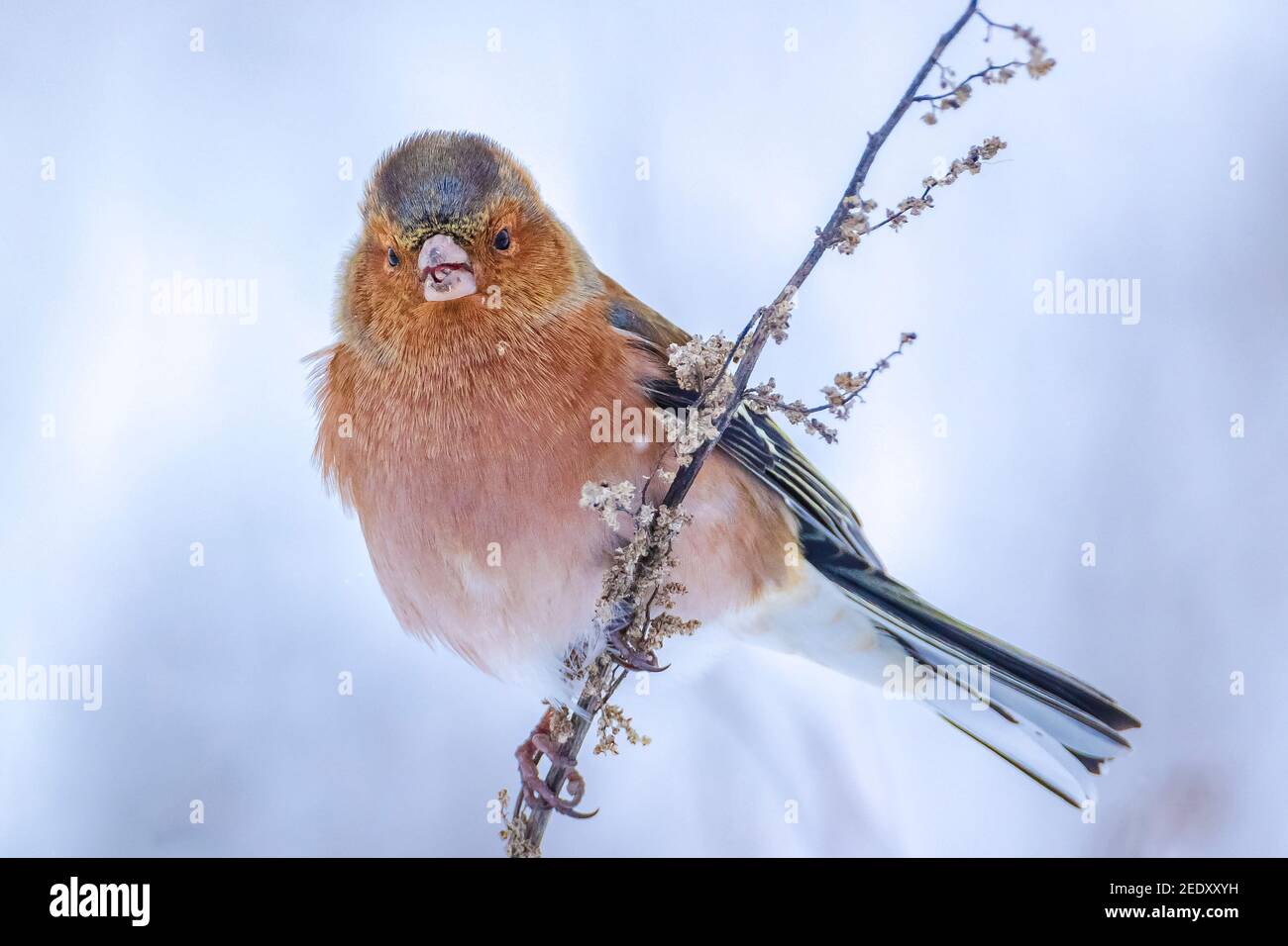 Closeup di un maschio chaffinch, Fringilla coelebs, foraging in neve, bella fredda impostazione invernale Foto Stock