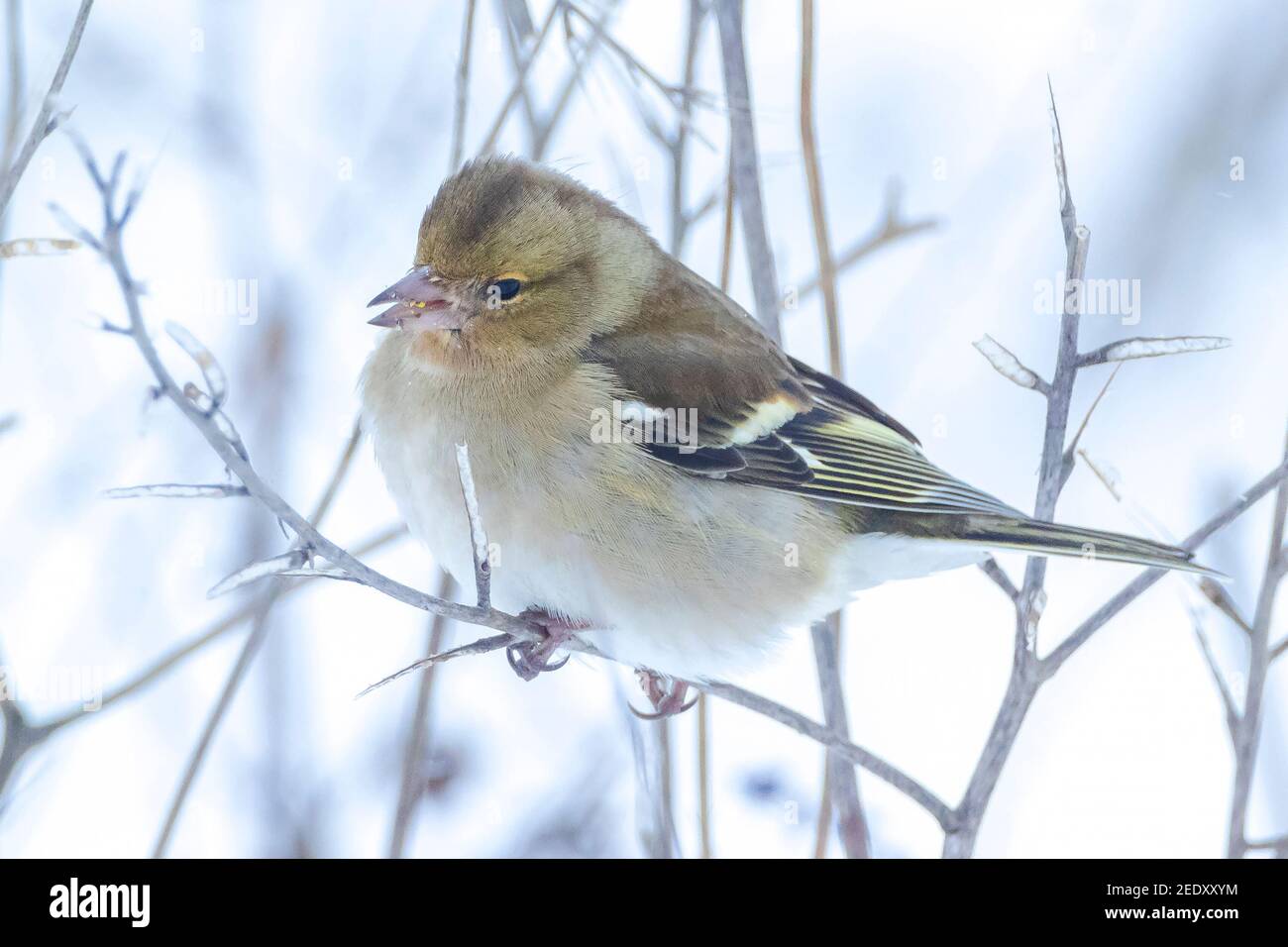 Closeup di un uccello di chaffinch femminile, coelebs di Fringilla, foraging nella neve, impostazione invernale bella fredda Foto Stock