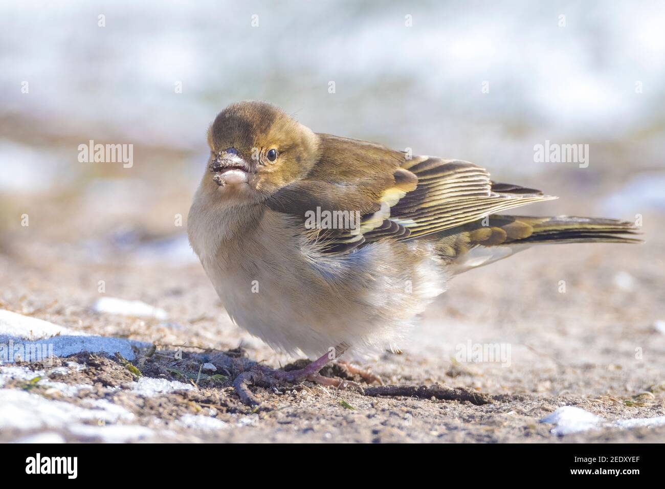 Primo piano di un Chaffinch comune, coelette Fringilla, foraggio di uccelli nella neve, bella fredda impostazione invernale Foto Stock