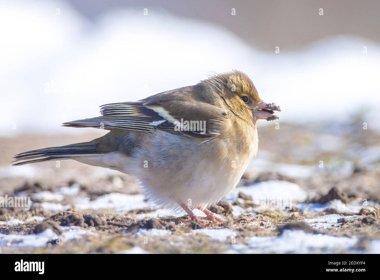 Primo piano di un Chaffinch comune, coelette Fringilla, foraggio di uccelli nella neve, bella fredda impostazione invernale Foto Stock