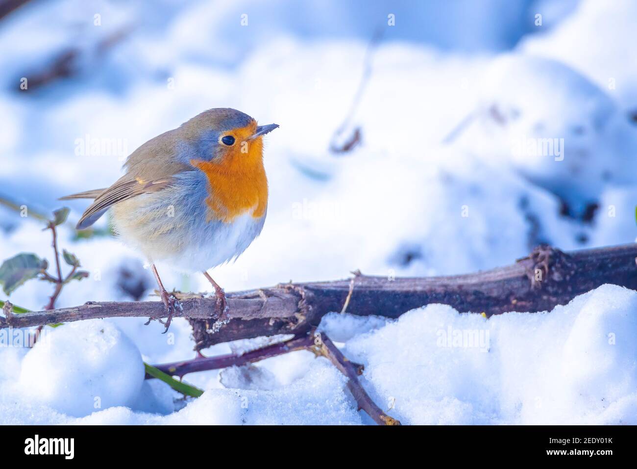 Primo piano di un ladro europeo Erithacus rubecula che forava nella neve Durante la stagione invernale Foto Stock