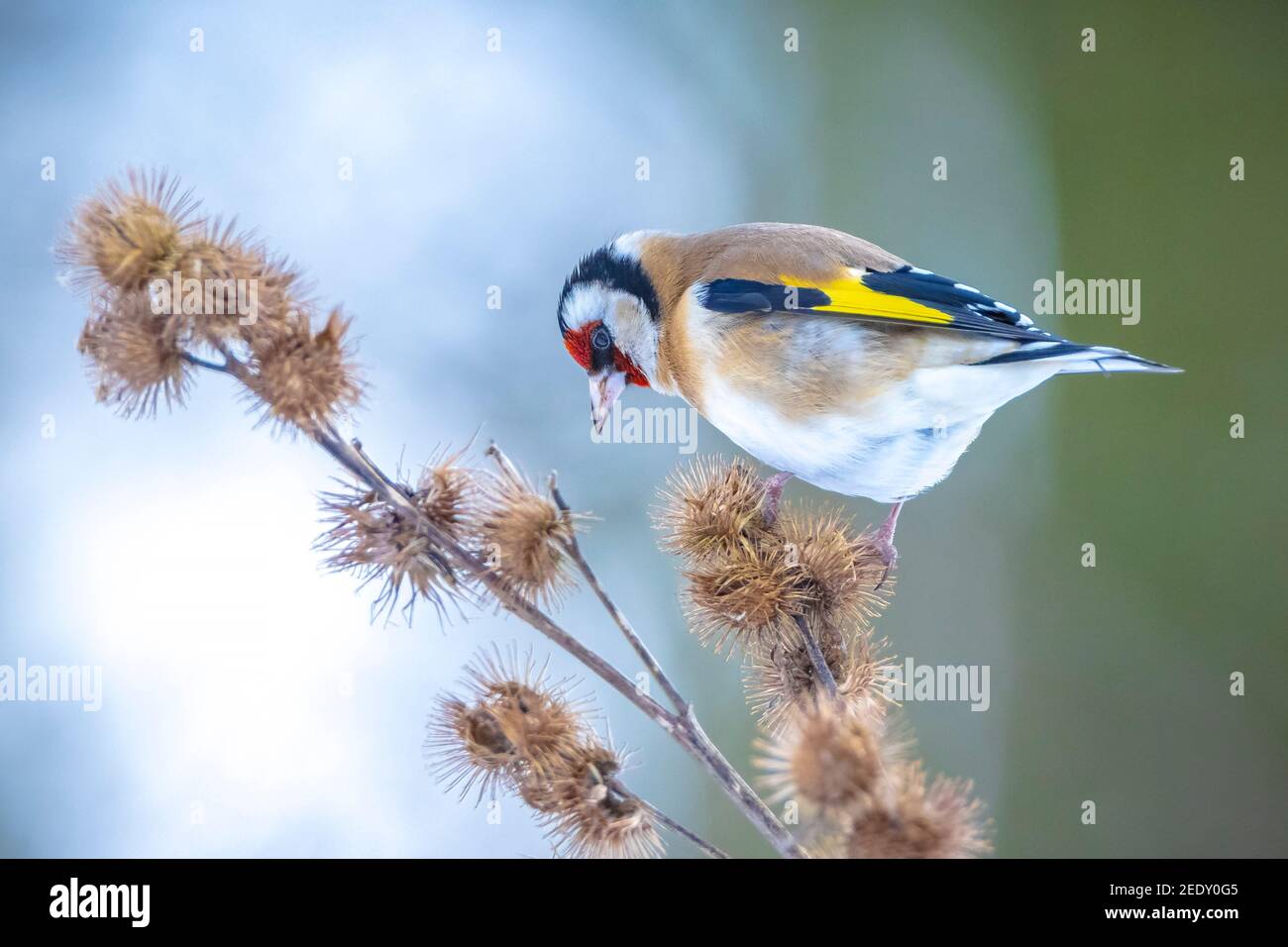 L'uccello europeo del rondino, Carduelis carduelis, arroccato, mangiando e alimentando i semi nella neve durante la stagione invernale Foto Stock