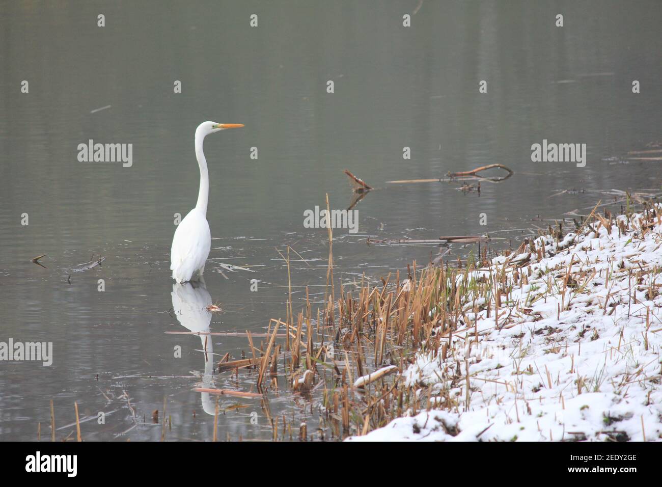 Grande egret nel citypark Staddijk a Nijmegen, Paesi Bassi Foto Stock