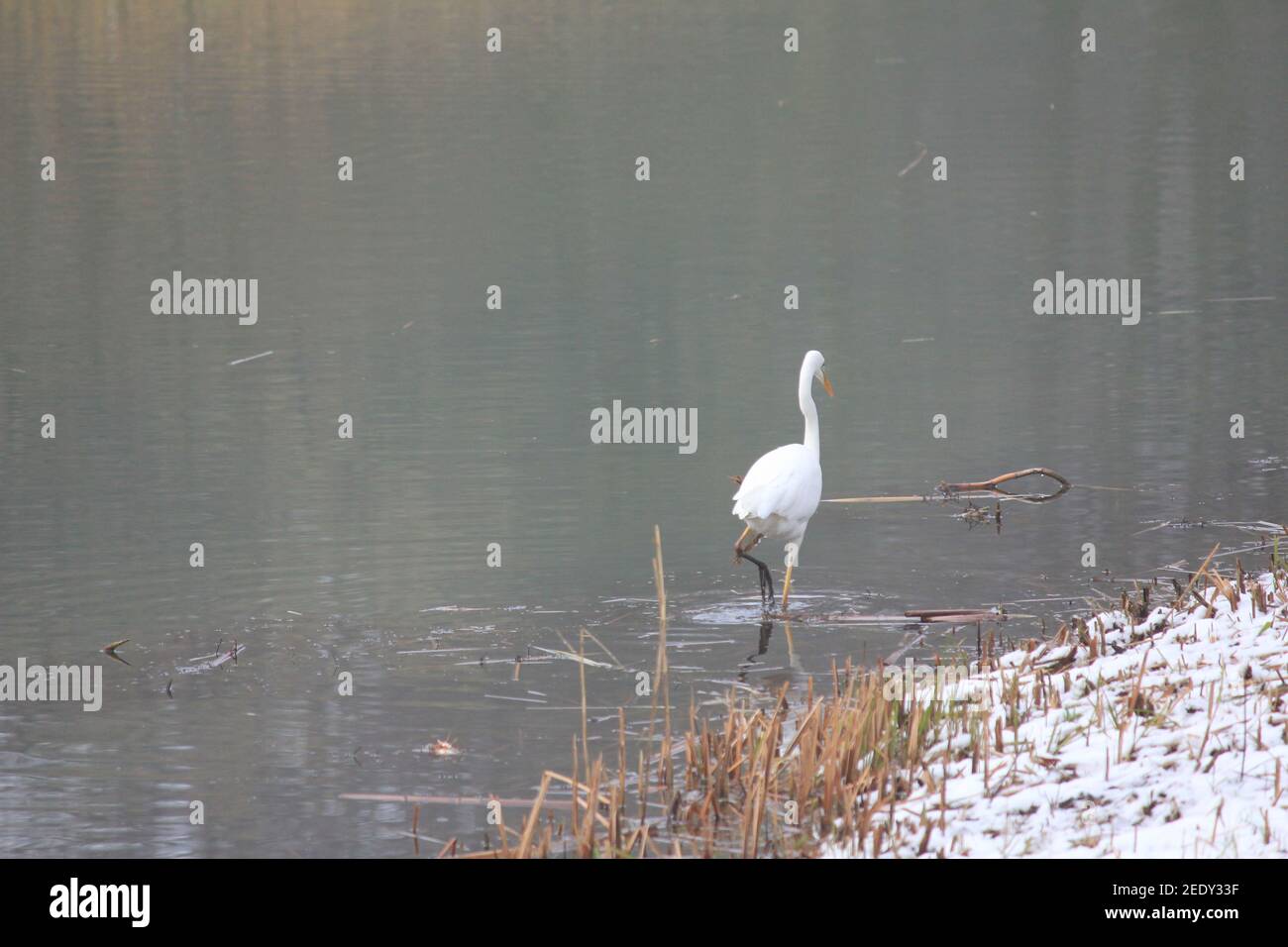 Grande egret nel citypark Staddijk a Nijmegen, Paesi Bassi Foto Stock