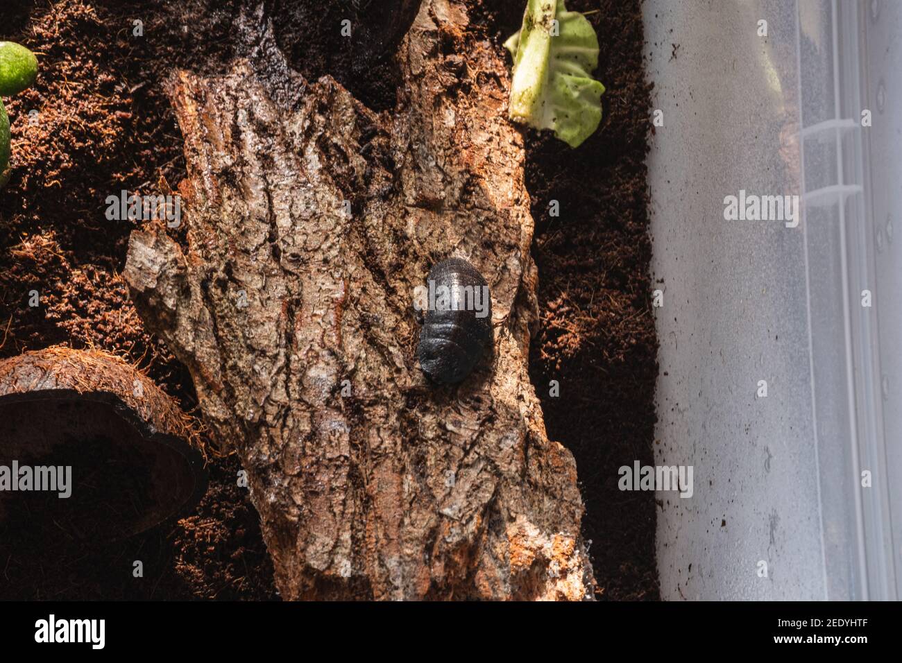 Scarafaggio in casa in scatola di plastica con corteccia di legno, torba e alcune vecchie insalate. Cockroach amore. Come fare soldi con gli scarafaggi. Esotica e piccola casa Foto Stock