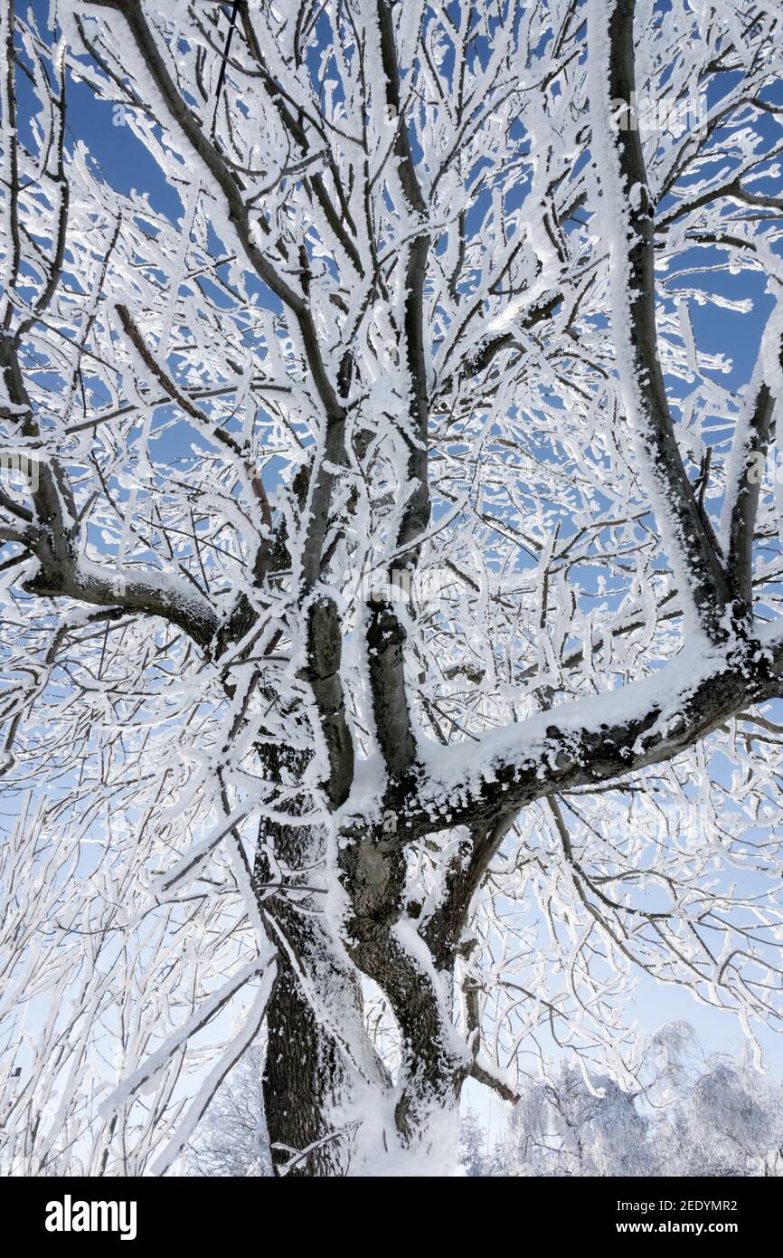 Fraxinus excelsior tree hoar frost Frassino tree rami congelati contro cielo blu in inverno Foto Stock