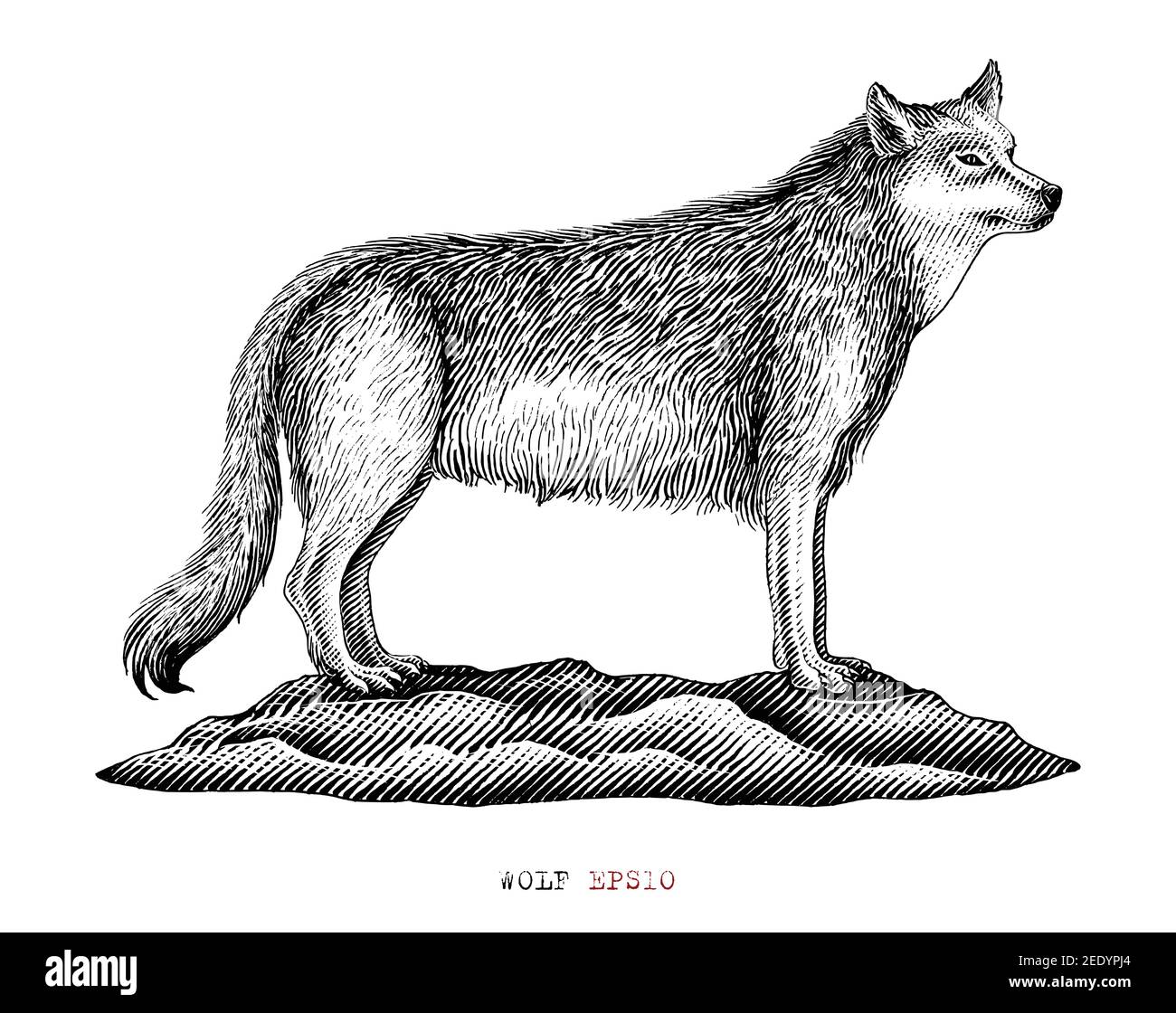 Wolf disegnare a mano in stile incisione vintage clip in bianco e nero art isolato su sfondo bianco Illustrazione Vettoriale