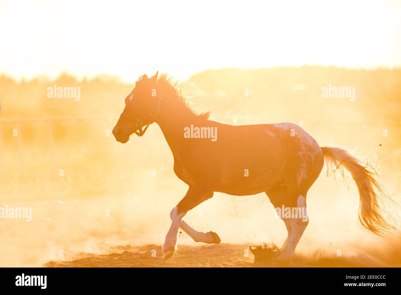 Cavallo rosso scuro galoppando sulla sabbia al tramonto. Animali. Foto Stock