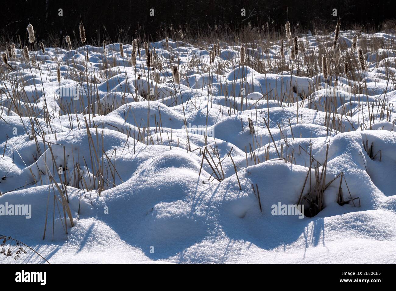 I cumuli di neve coprono quasi le torbidi in un'area aperta di terra di boggy fuori di Ottawa, Ontario, Canada. Foto Stock