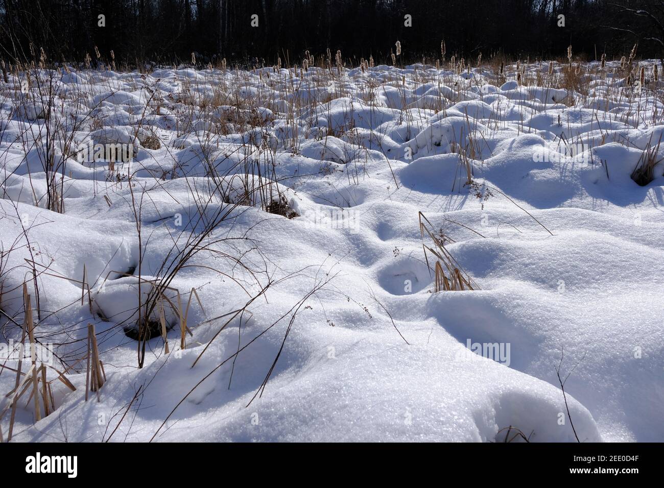 Tumuli di neve quasi coprire le alte erbe in una zona aperta di paludi / paludi terra fuori di Ottawa, Ontario, Canada. Foto Stock