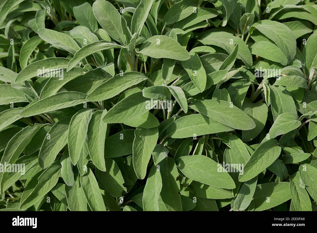 Salvia officinalis foglie fresche Foto Stock