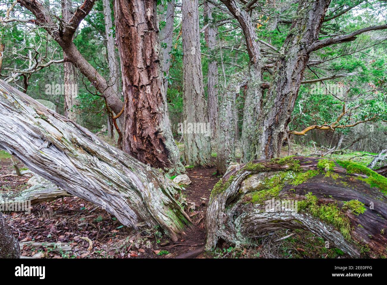 Rami multipli di un albero che raggiunge fuori f il terreno e nella foresta baldacchino. Foto Stock