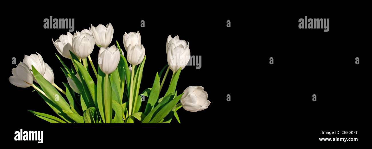 Mazzo di tulipani bianco isolato nero su sfondo panoramico con spazio di copia Foto Stock