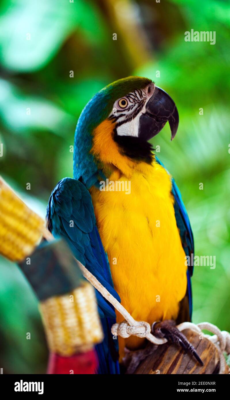 Pappagallo di uccello animale tropicale dolce con le piume colorate Foto Stock