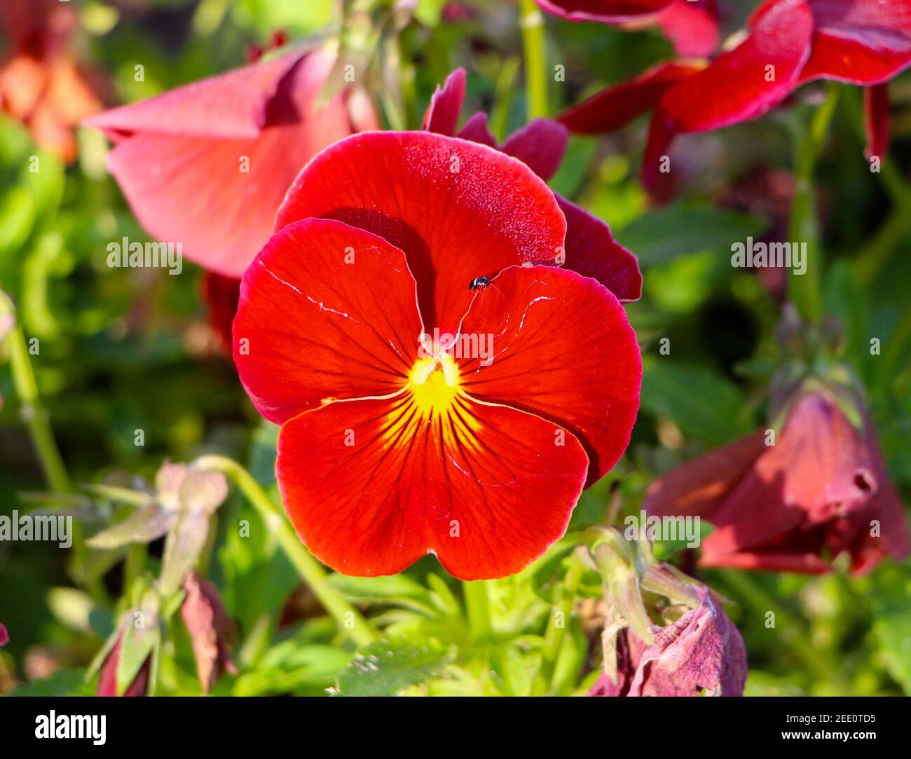 Delta pure Red Pansy o Viola su sfondo sfocato con un piccolo coleottero che emerge da dietro un petalo Foto Stock